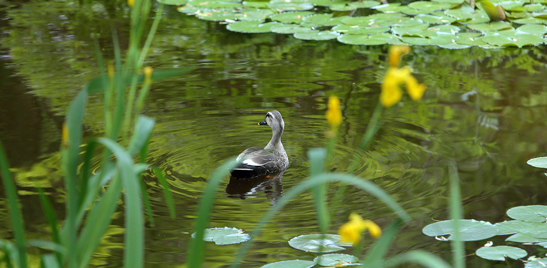 JAPANESE GARDEN