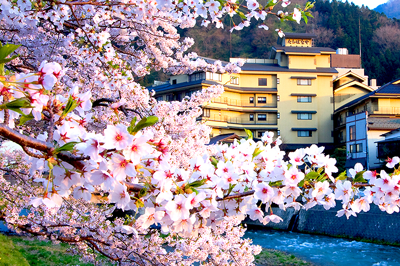 あつみ温泉 桜