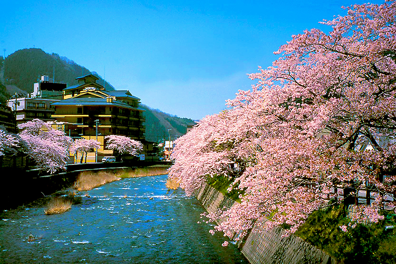 温海川沿い 桜並木